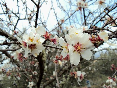 Flor de amendoeira.jpg